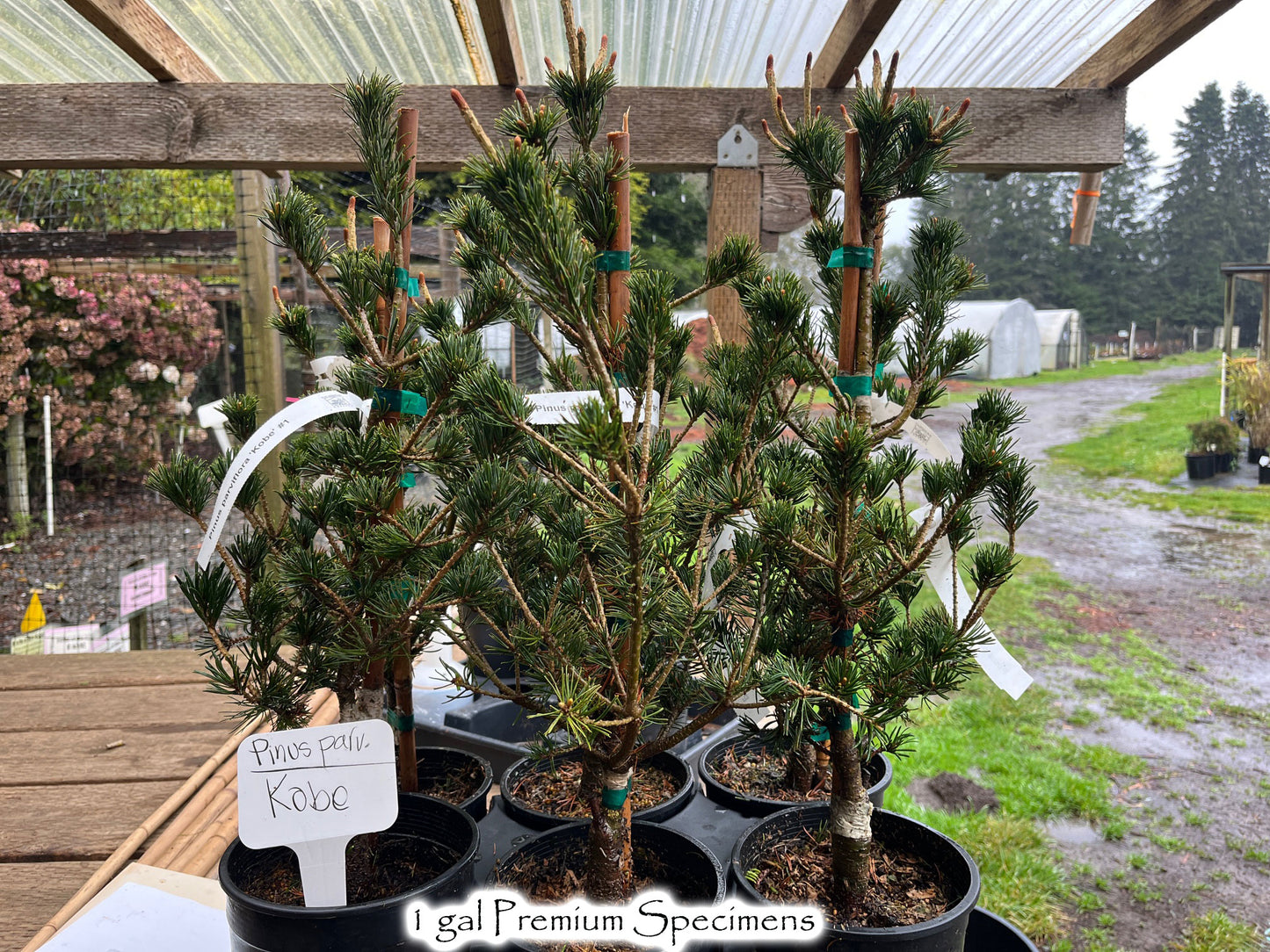 Pinus parviflora 'Kobe'