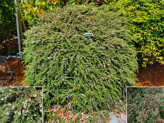 Cotoneaster microphyllus - Rockspray cotoneaster