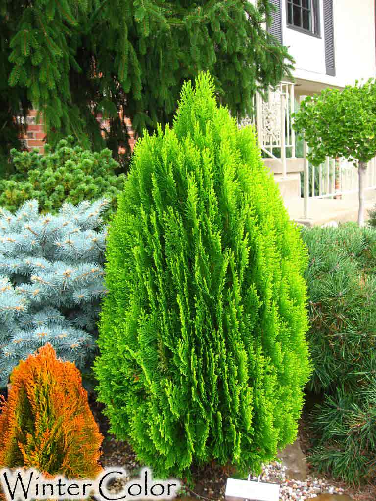 Thuja orientalis 'Morgan' – Singing Tree Gardens Nursery