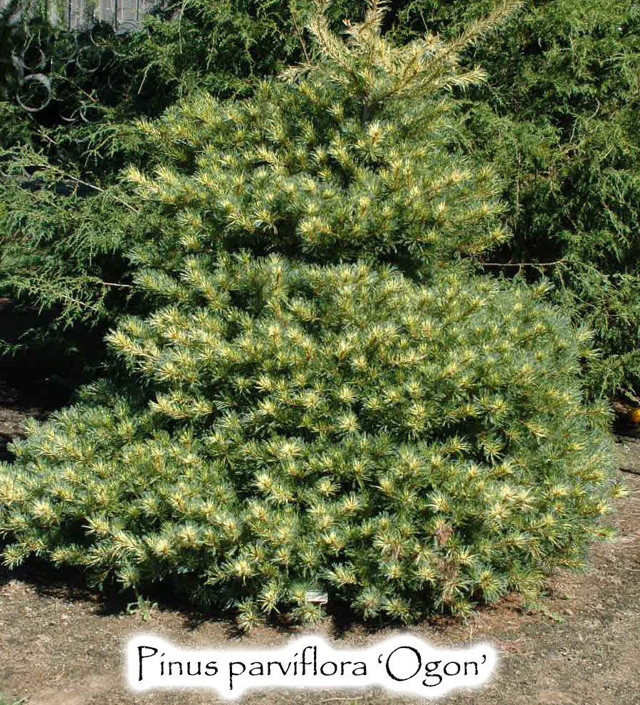 Pinus parviflora 'Ogon'