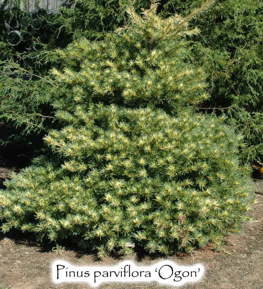 Pinus parviflora 'Ogon'