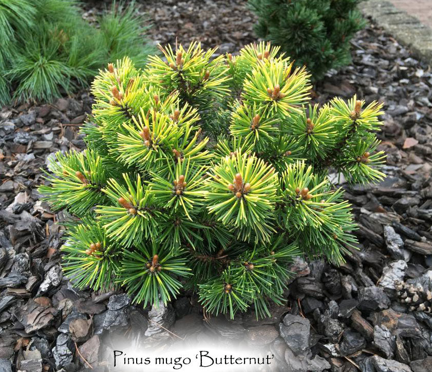 Pinus mugo 'Butternut'