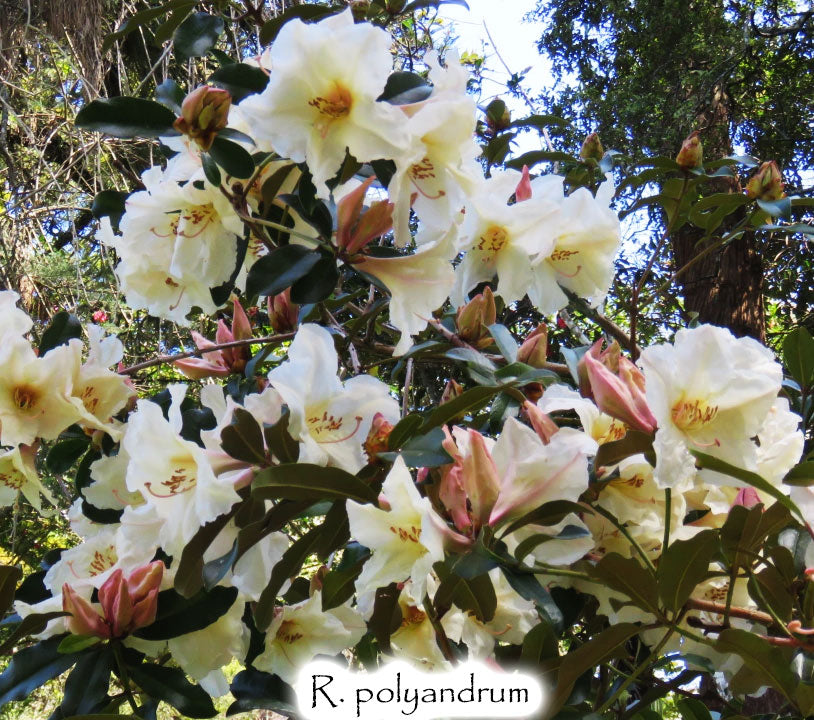 R. polyandrum