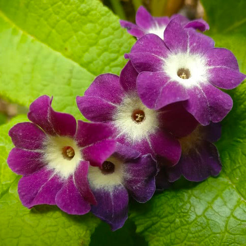 Primula alpicola 'Violacea'