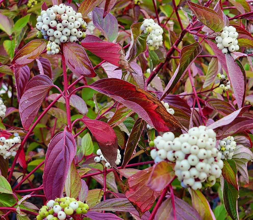 Red Twig Dogwood 'Cardinal'