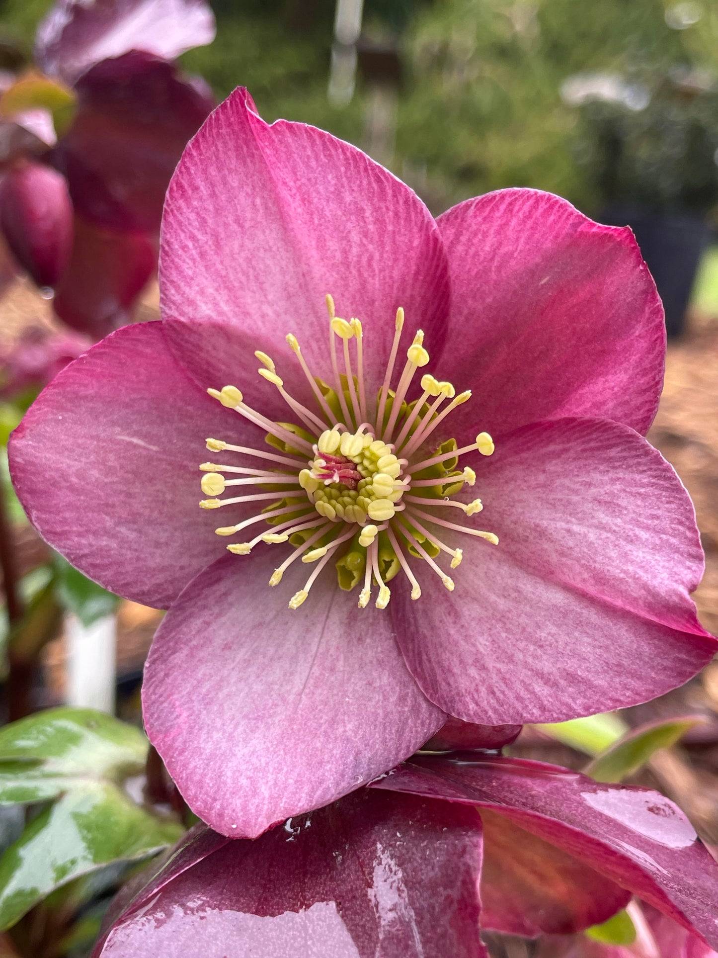 Helleborus x glandorfensis 'HGC Ice n Roses Rose'