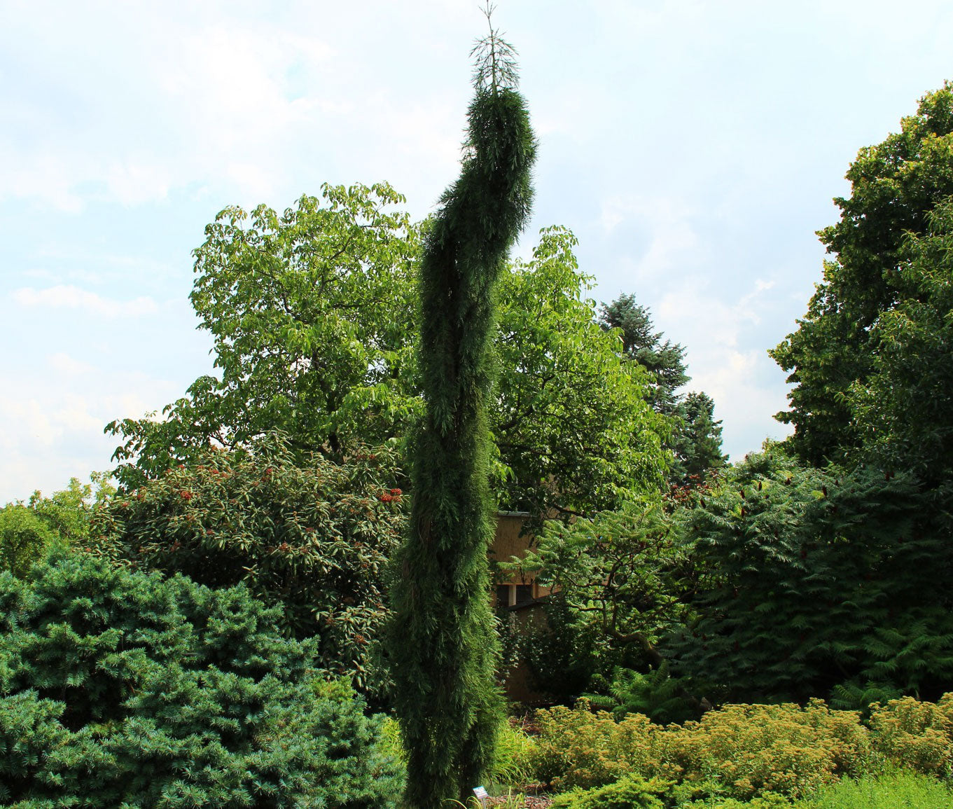 Sequoia giganteum 'Barabit's Requiem'