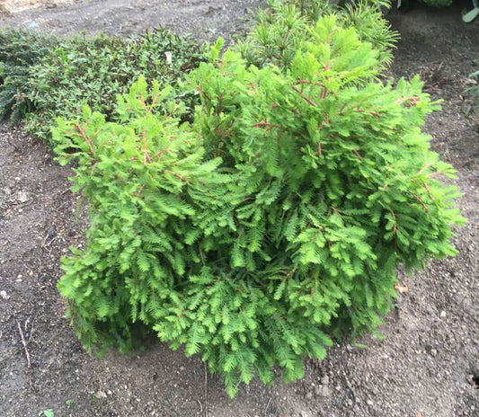 Taxodium distichum 'Gee Whiz'