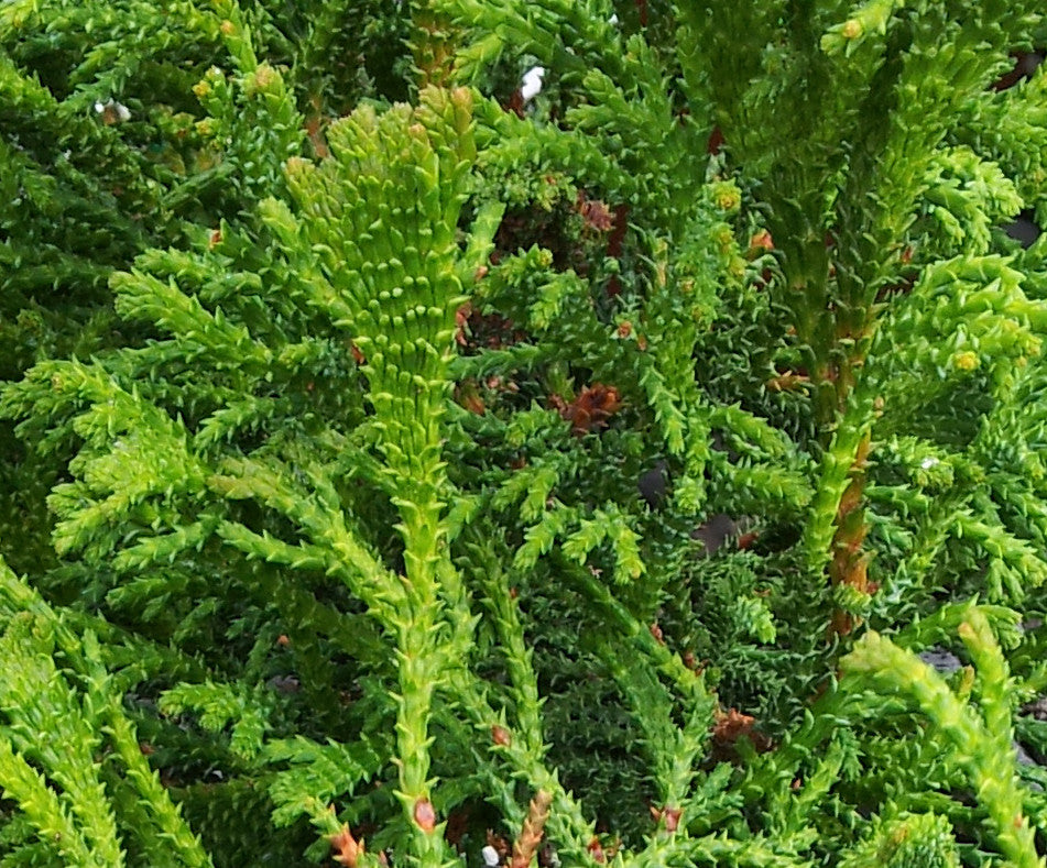 Bridget – Singing Tree Gardens Nursery