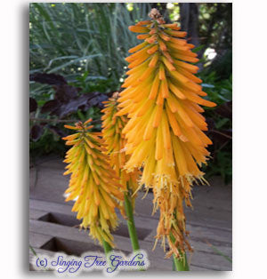 Kniphofia 'Mango Popsicle'