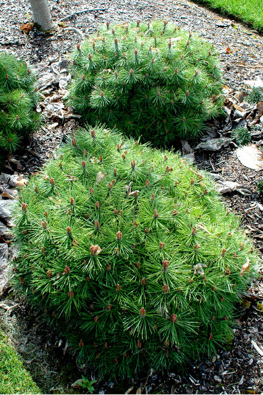 Pinus nigra 'Gaelle Bregeon'