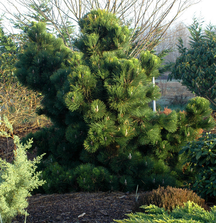 Pinus thunbergiana 'Thunderhead'