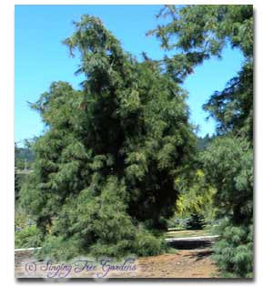 Pinus strobus 'Pendula'