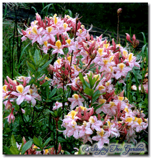 R. Occidentale Western Azalea