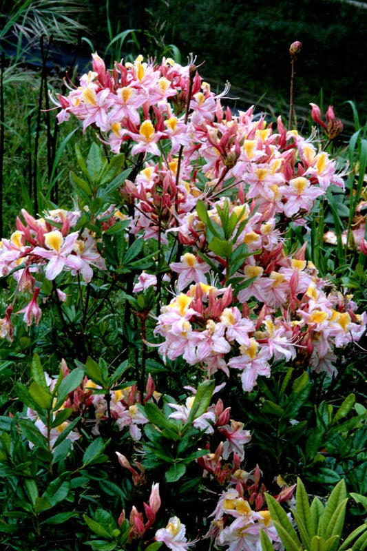 R. Occidentale Western Azalea