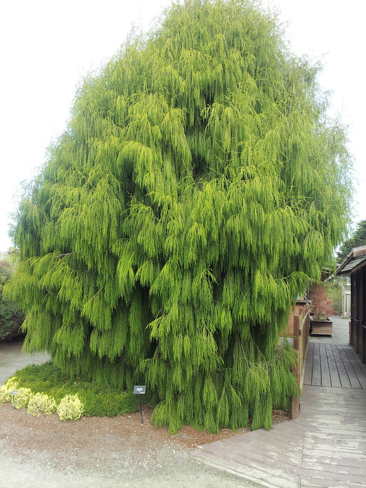 New Zealand Rimu Tree