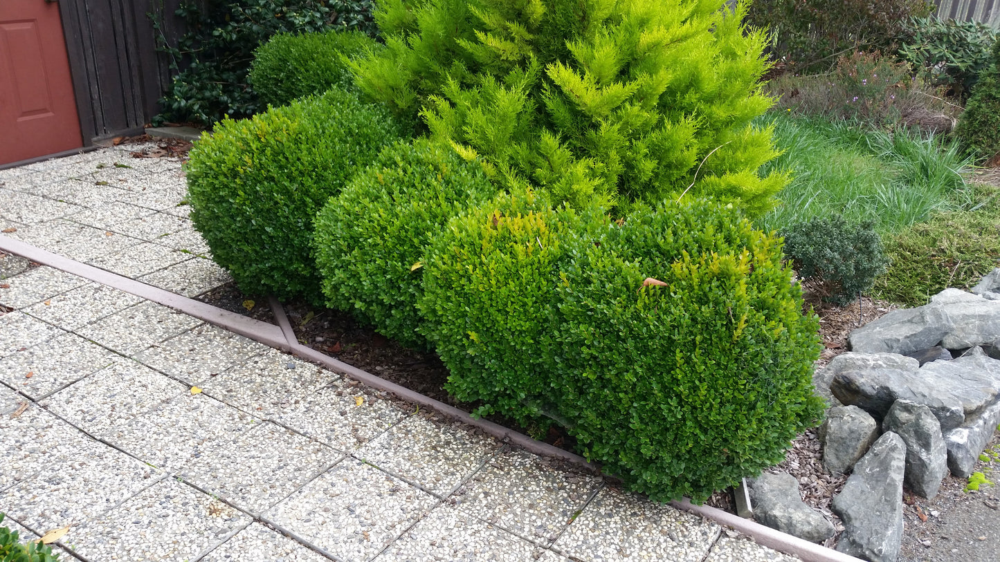 Dwarf English Boxwood 'Suffruticosa'