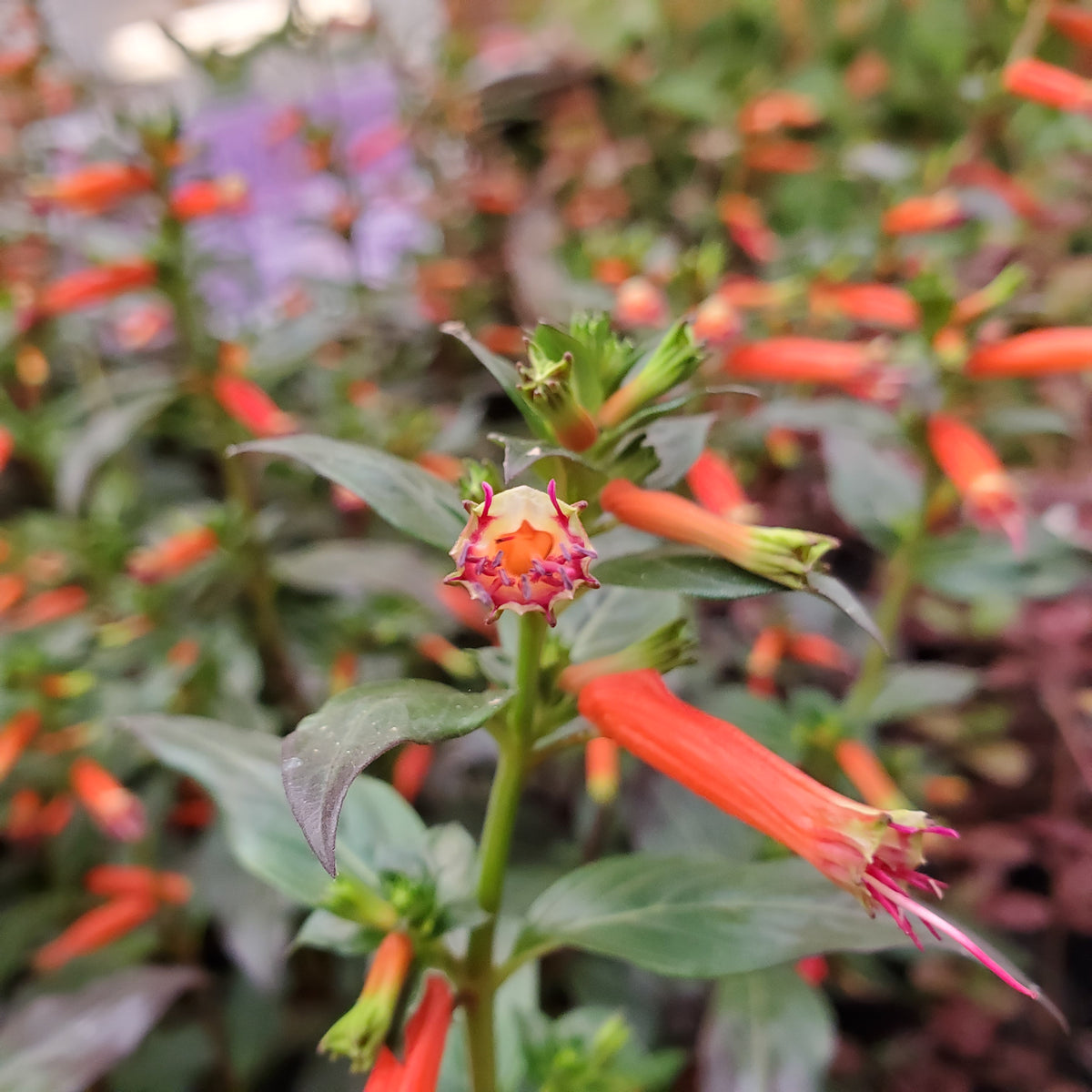 Cuphea ignea 'David Verity' – Singing Tree Gardens Nursery