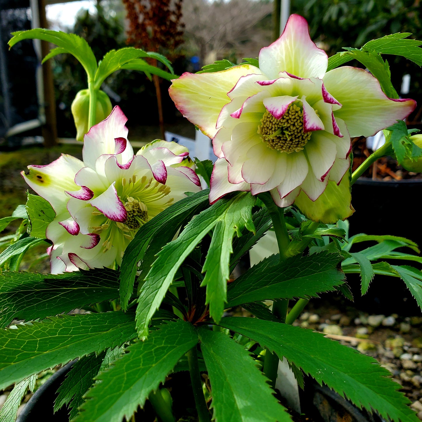 Helleborus x hybridus Winter Jewells series   'Rose Quartz'