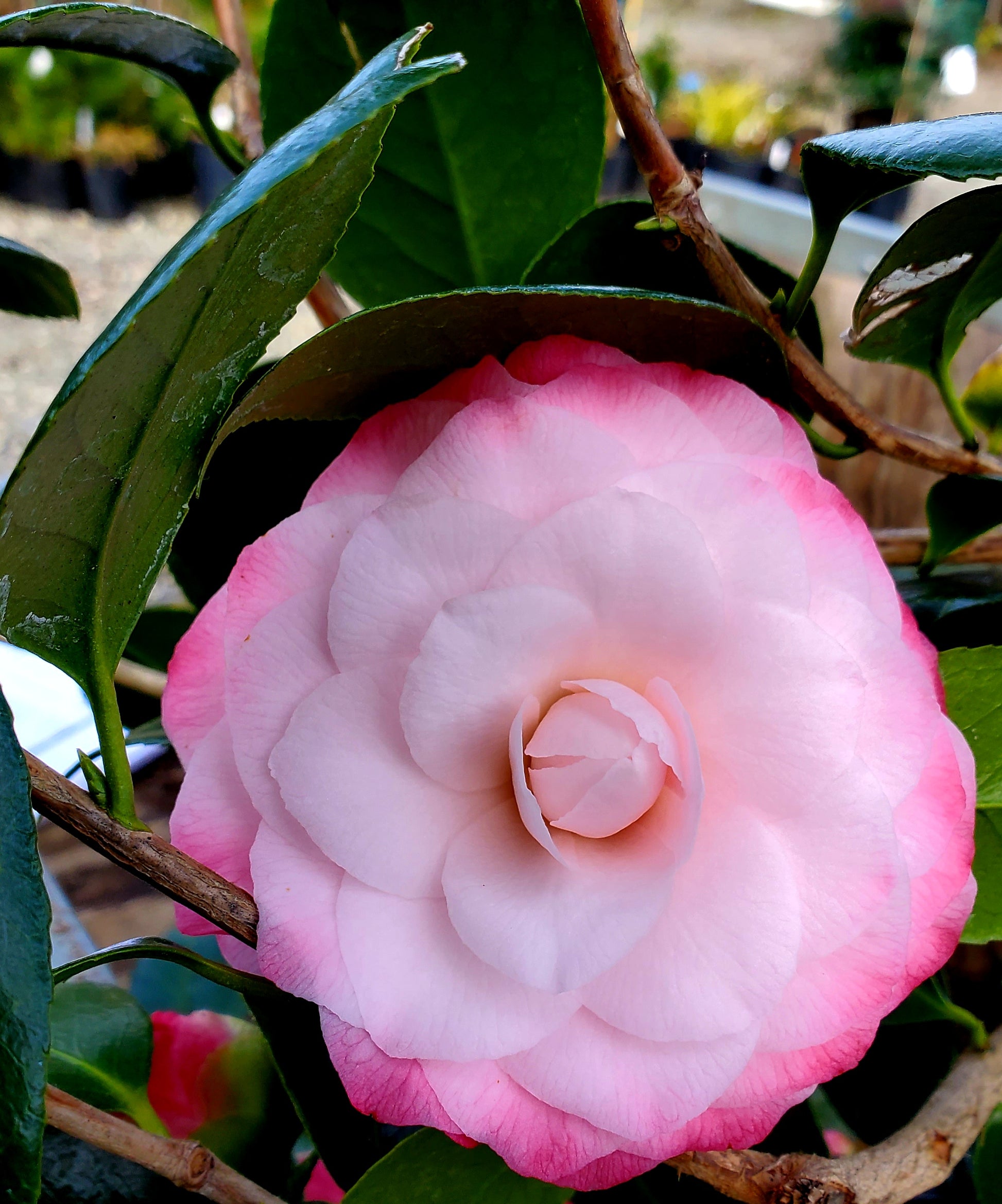 'Nuccio's Pearl' Camellia Singing Tree Gardens Nursery
