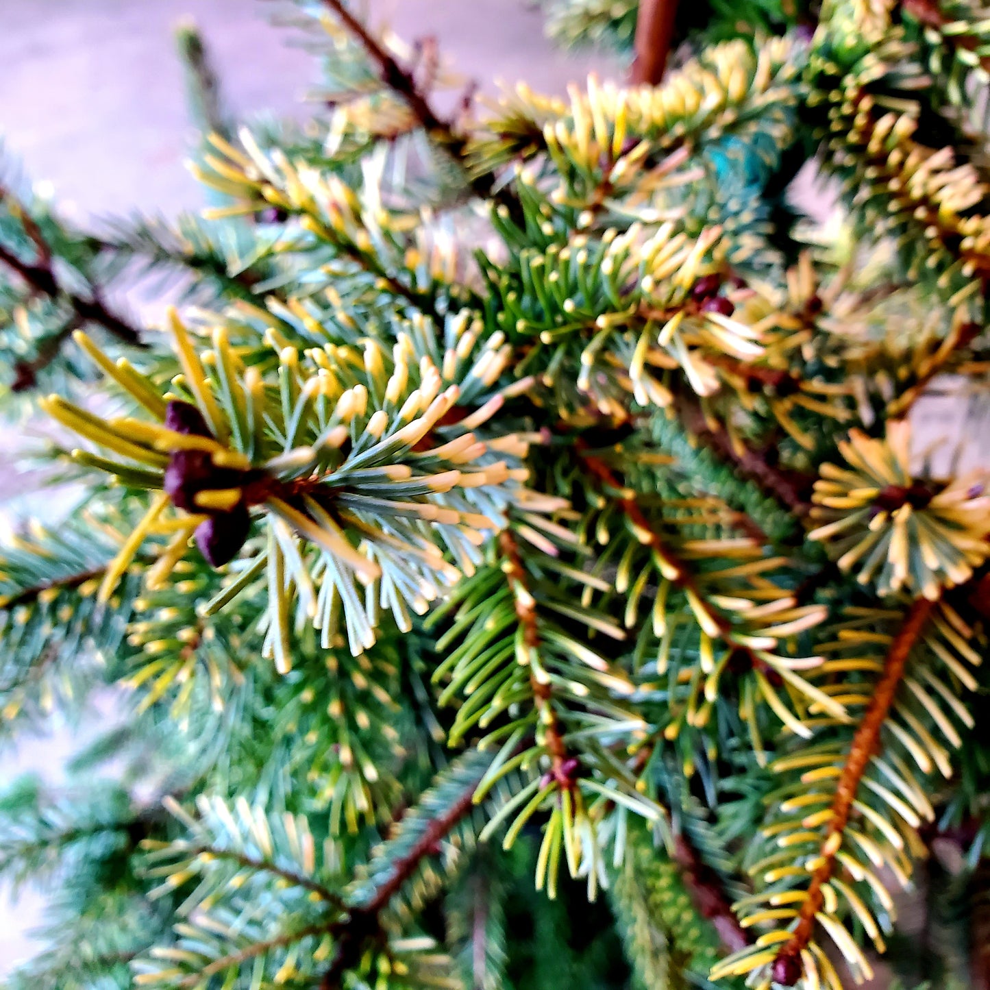 Variegated Black Hills Spruce   -  Picea mariana 'Aureovariegata'