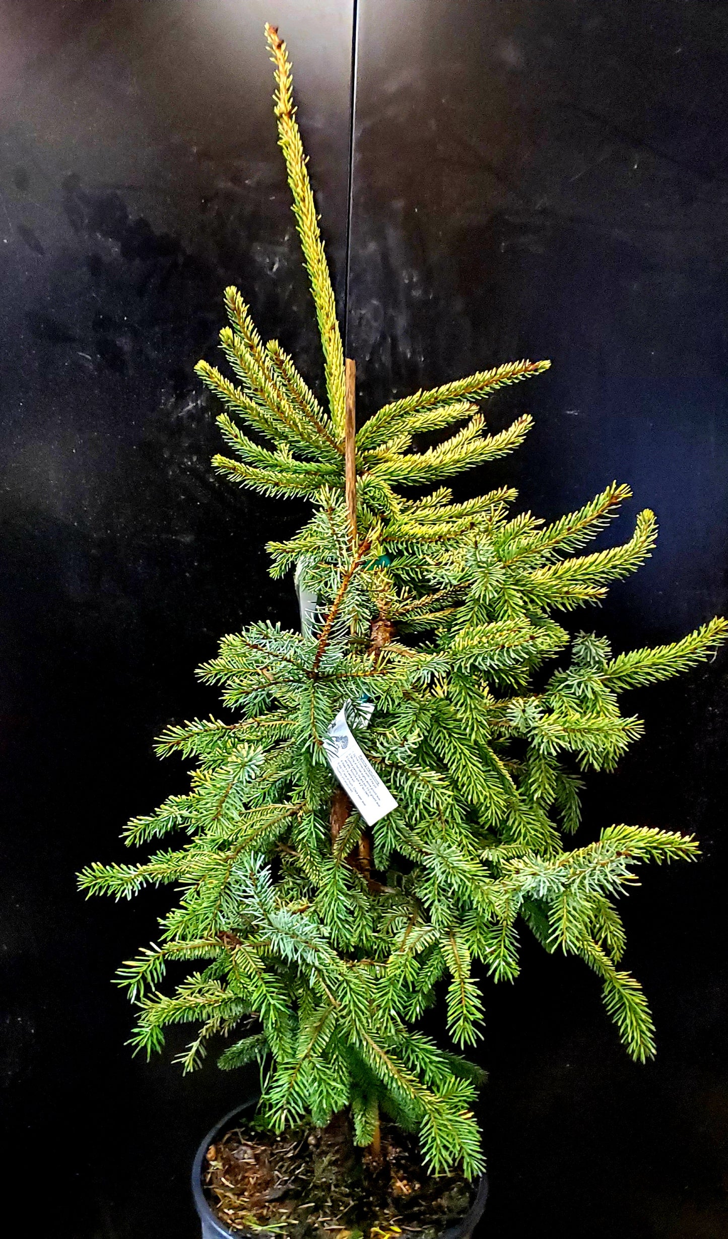 Variegated Black Hills Spruce   -  Picea mariana 'Aureovariegata'