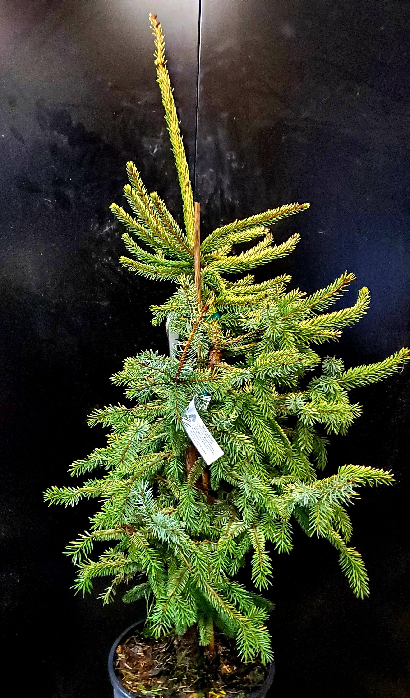 picea mariana bonsai tree Variegated Black Hills Spruce