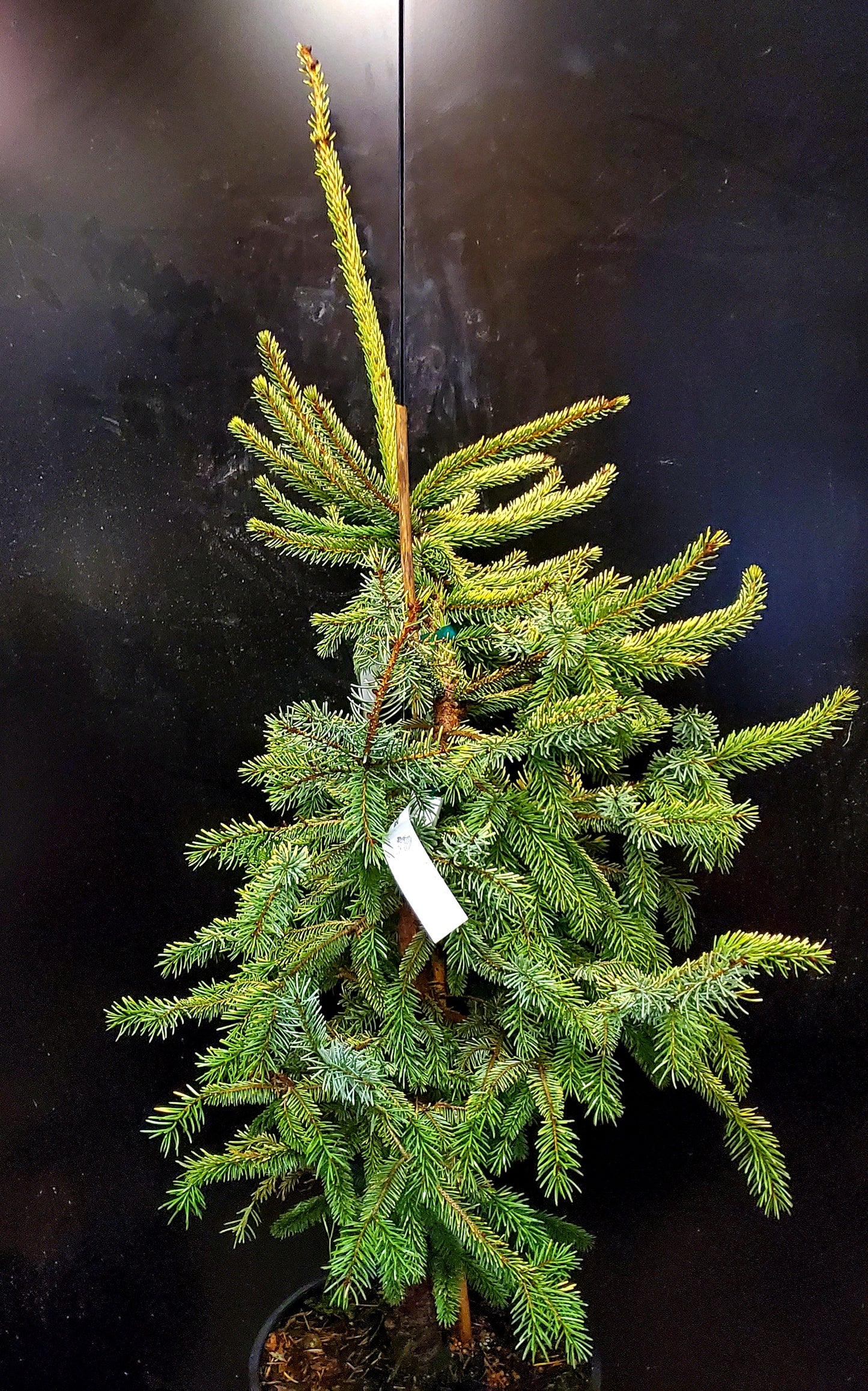 Variegated Black Hills Spruce   -  Picea mariana 'Aureovariegata'