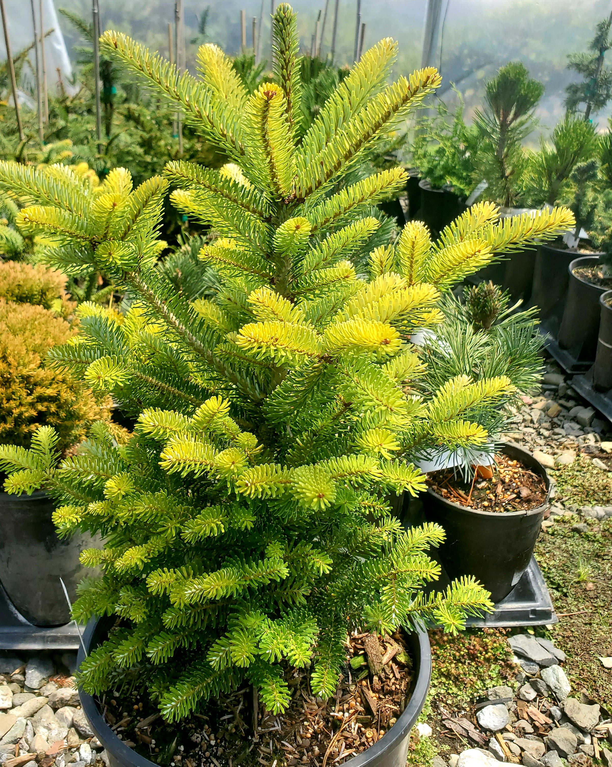 Abies koreana 'Aurea' – Singing Tree Gardens Nursery