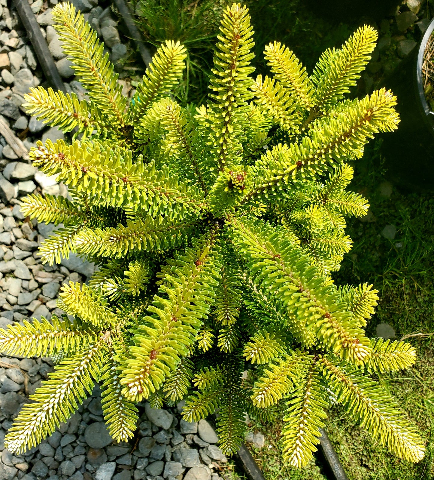 Abies koreana 'Aurea'