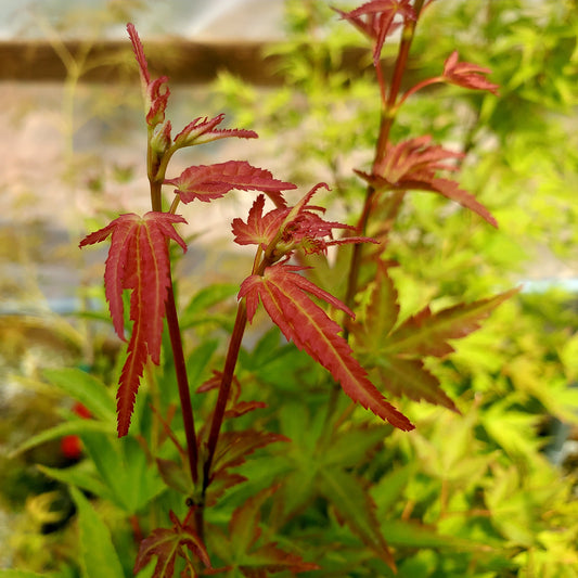 Acer palmatum 'Harasume'