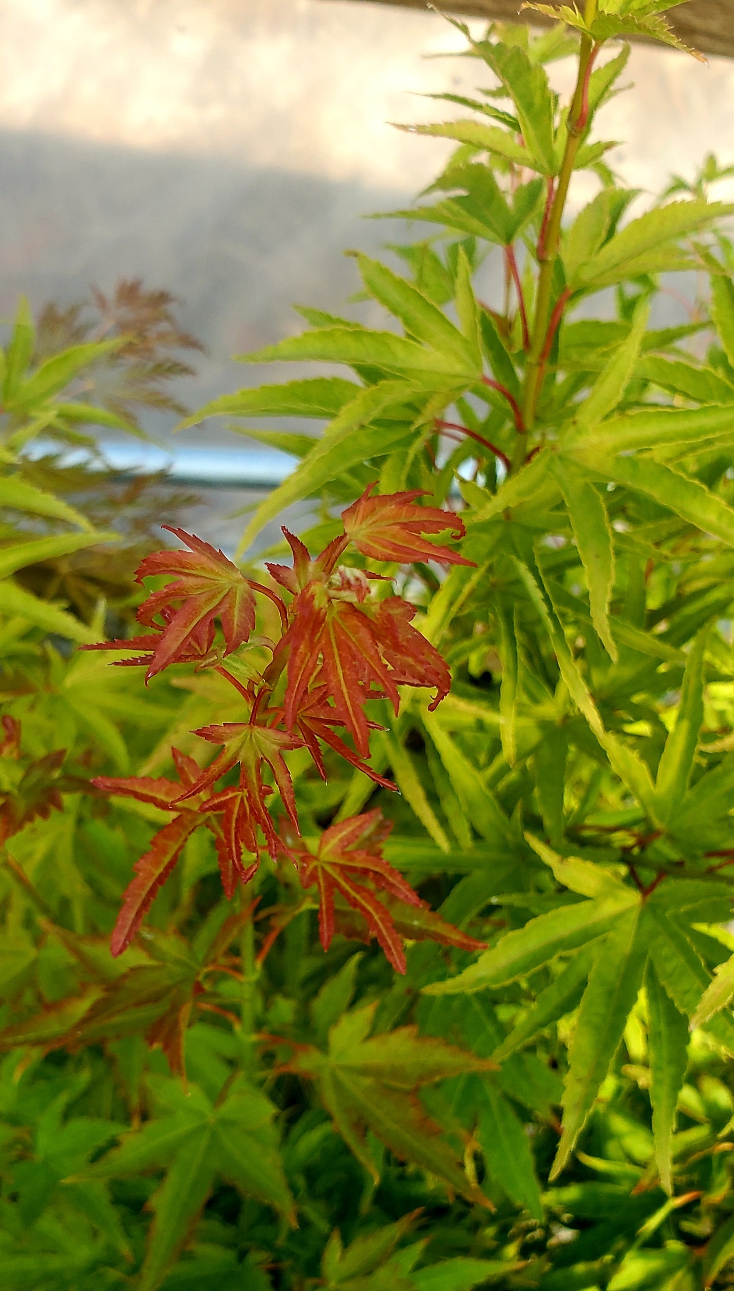 Acer palmatum 'Harasume'