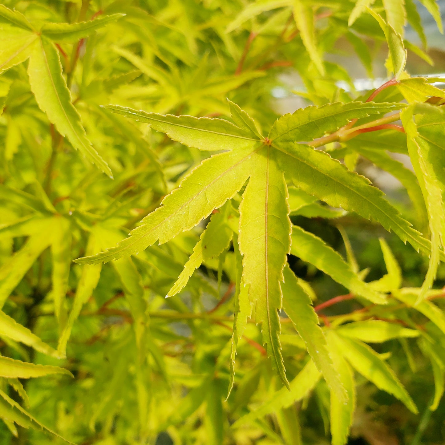 Acer palmatum 'Harasume'