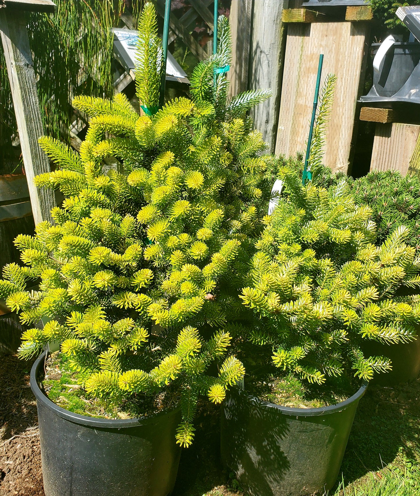 Abies koreana 'Aurea'