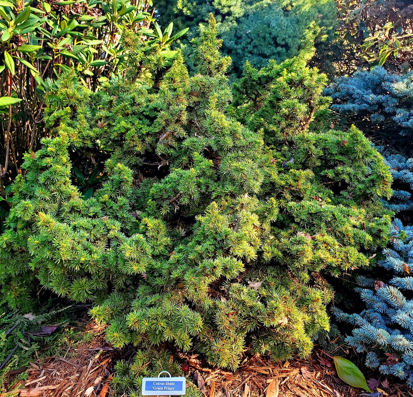 Cedrus libani 'Green Prince'