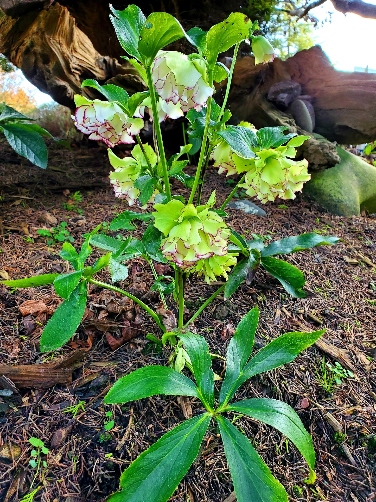 Helleborus x hybridus Winter Jewells series   'Rose Quartz'