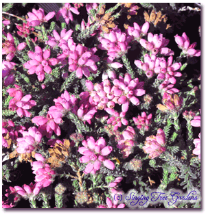 Erica tetralix Pink Star