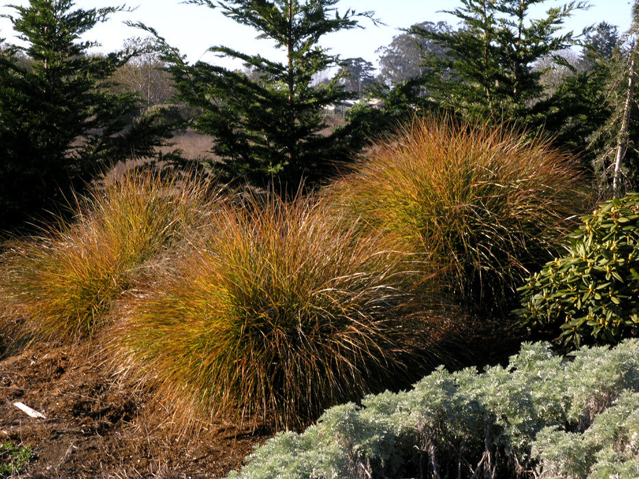 Pheasant Tail Grass
