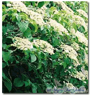 Japanese Climbing Hydrangea