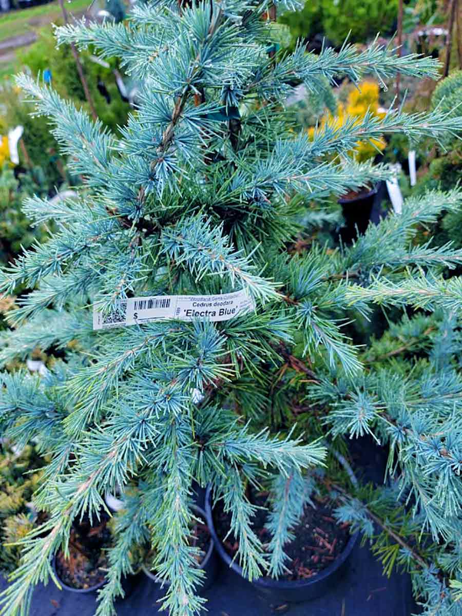 Cedrus deodara 'Electra Blue'