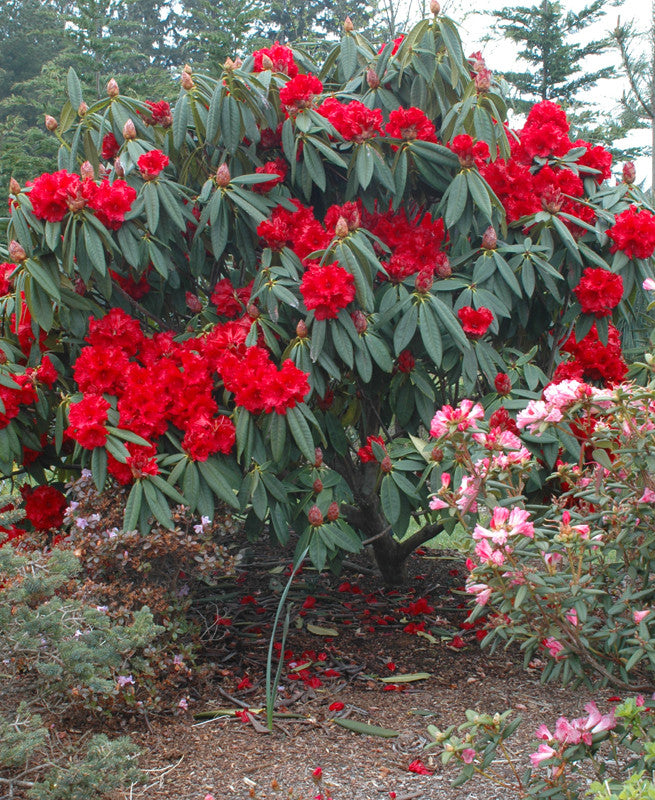 Red Rhododendron