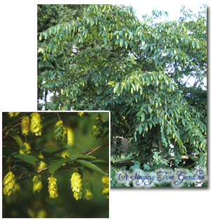 Japanese Hornbeam