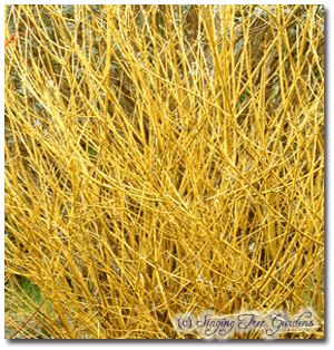 Flaviranea - Yellow Twig Dogwood