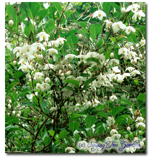 Japanese Snowbell