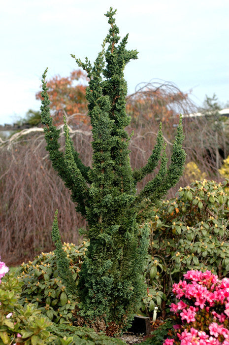 Wissels Saguaro