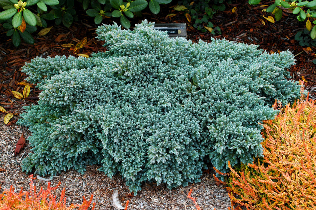 Blue Star Juniper