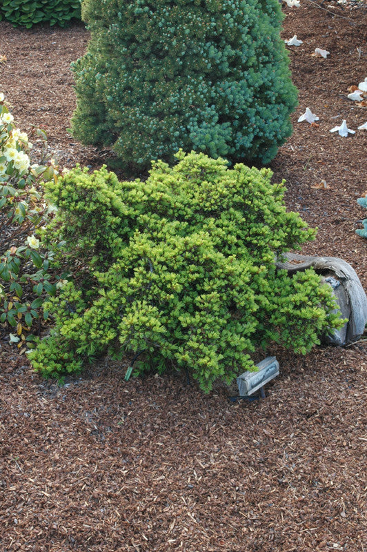 Cedrus libani 'Green Prince'