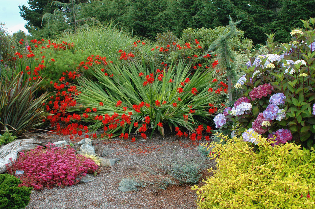 Crocosmia 'Lucifer'