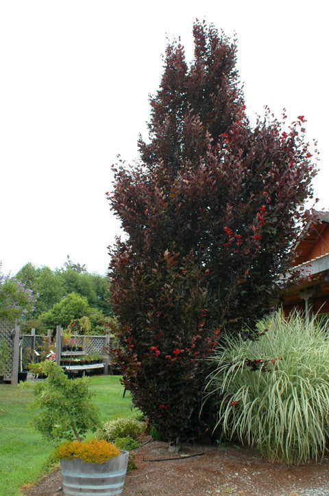 Red Obelisk Beech