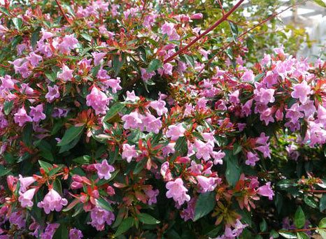 Abelia grandiflora 'Edward Goucher'